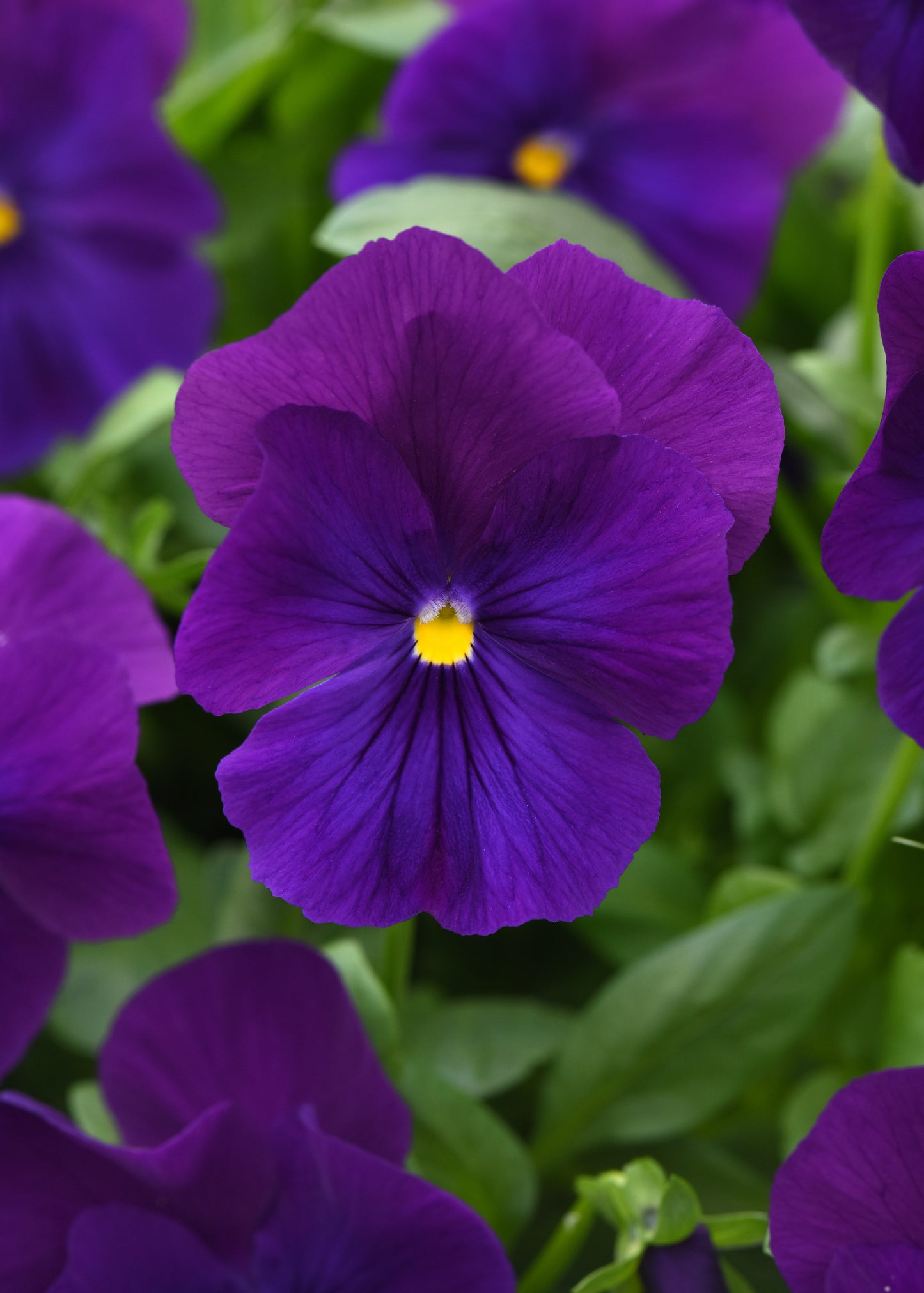 Top Wave Violet Pansy Seeds 25 Seeds Trailing Variety