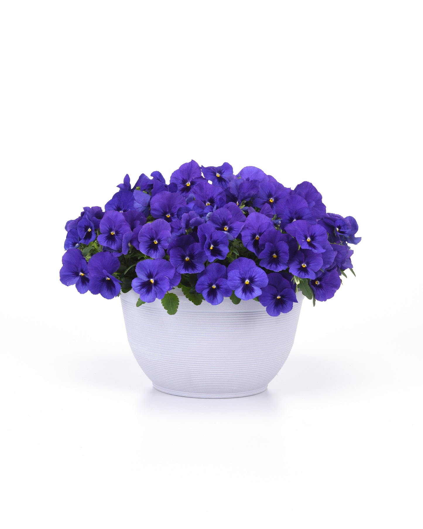Top Wave Blue Blotch Pansy Seeds 25 Seeds Trailing Variety