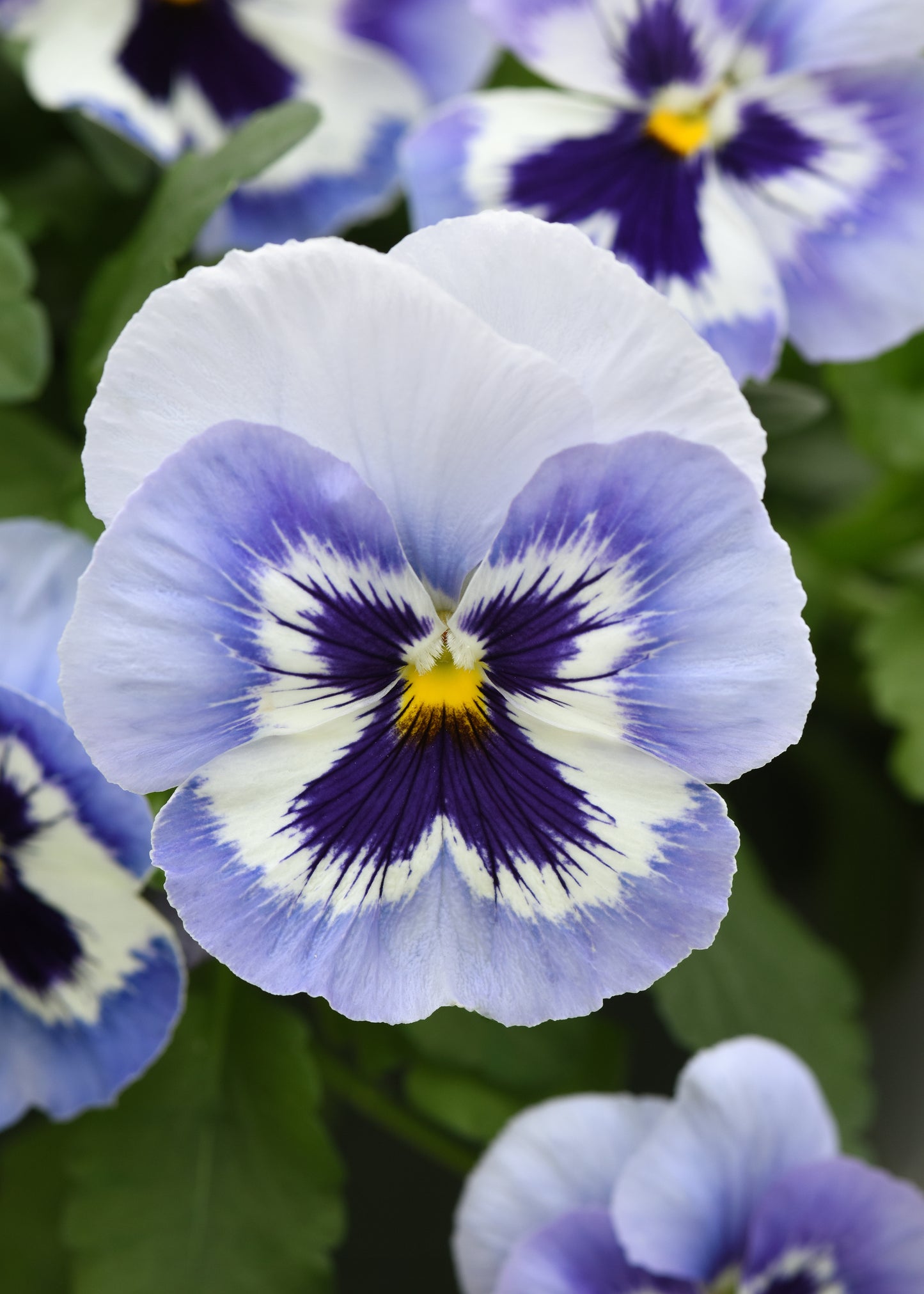 Top Wave Marina Pansy Seeds 25 Seeds Trailing Variety