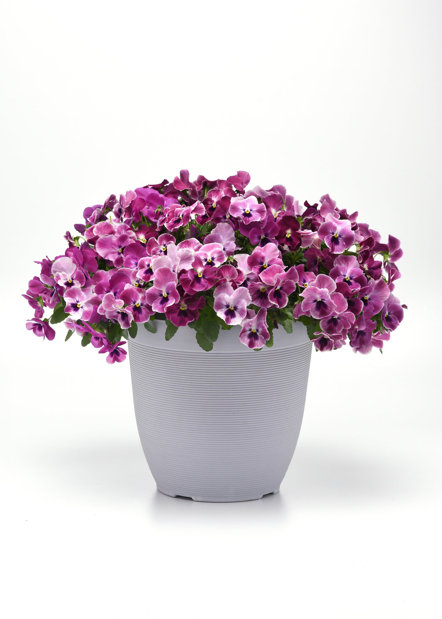 Pansy Seeds Top Wave Pink Shades 25 Seeds Spreading Trailing Hanging Basket Flower Seeds