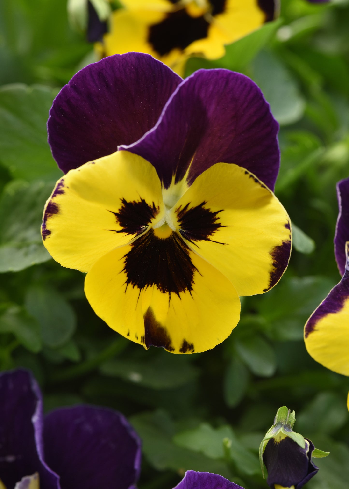 Top Wave Purple Sunburst Pansy Seeds 25 Seeds Trailing Variety