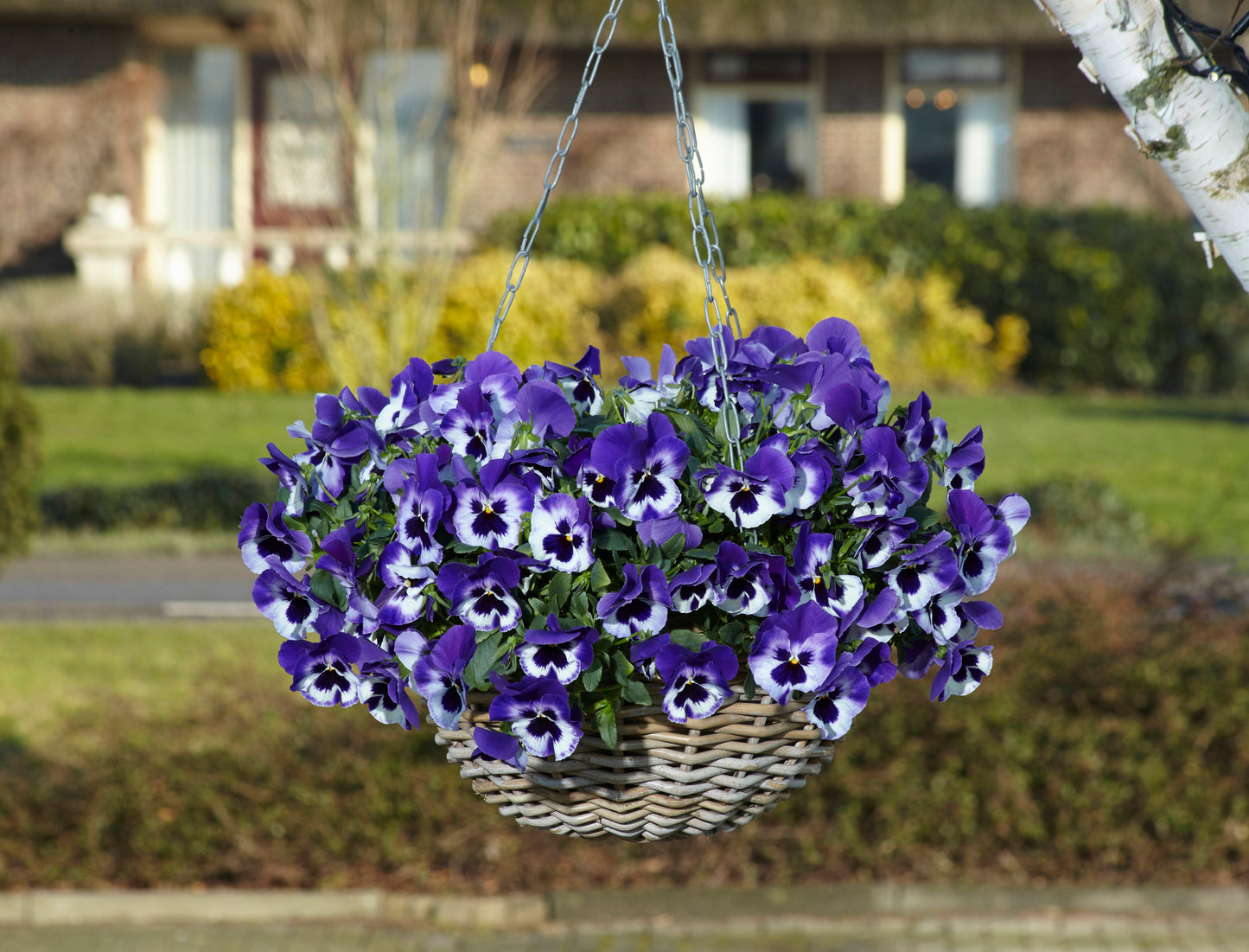 Top Wave Purple White Pansy Seeds 25 Seeds Trailing Variety