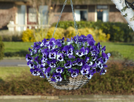Top Wave Purple White Pansy Seeds 25 Seeds Trailing Variety