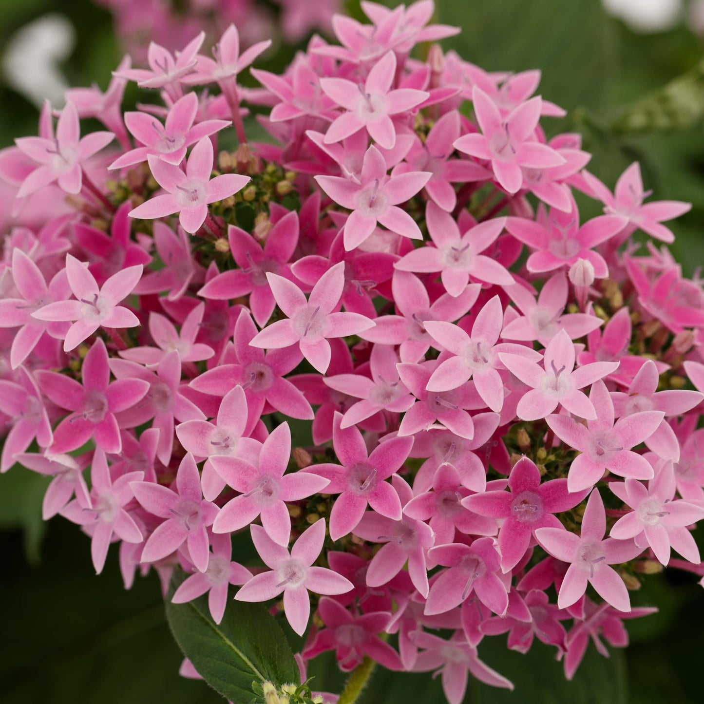 25 Pentas Seeds Beehive Lilac | Pollinator Starflower Blooms