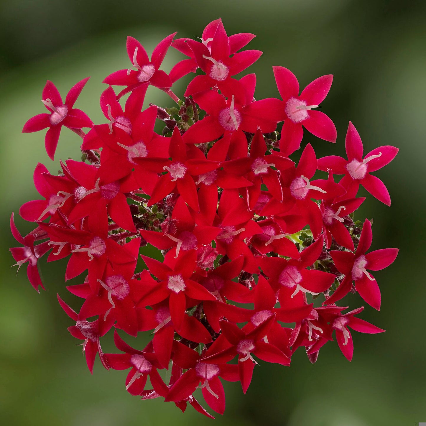 25 Pentas Seeds Beehive Lipstick | Pollinator Starflower Seeds