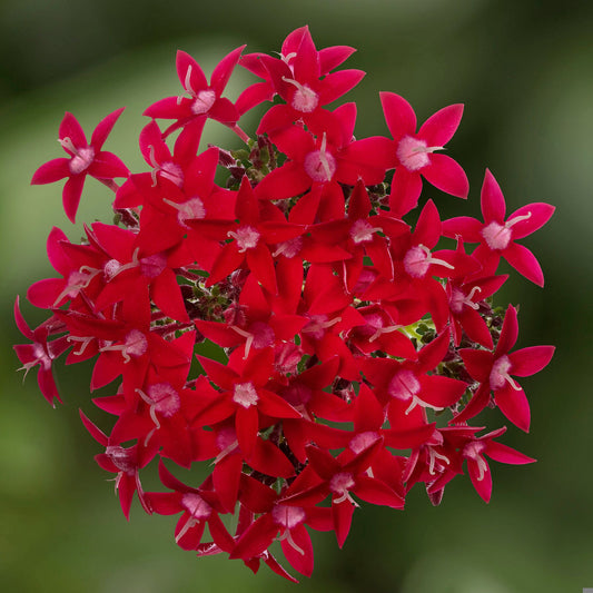 25 Pentas Seeds Beehive Lipstick | Pollinator Starflower Seeds
