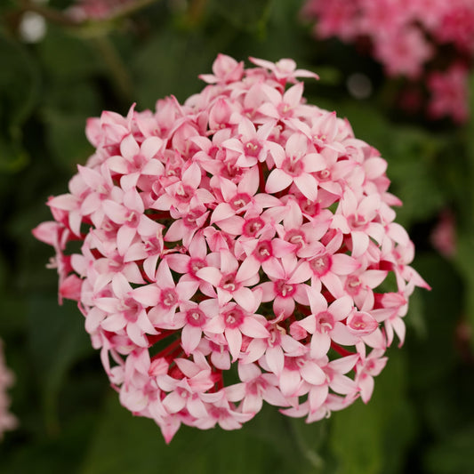25 Pentas Seeds Beehive Pink Bicolor | Butterfly & Hummingbird Flowers