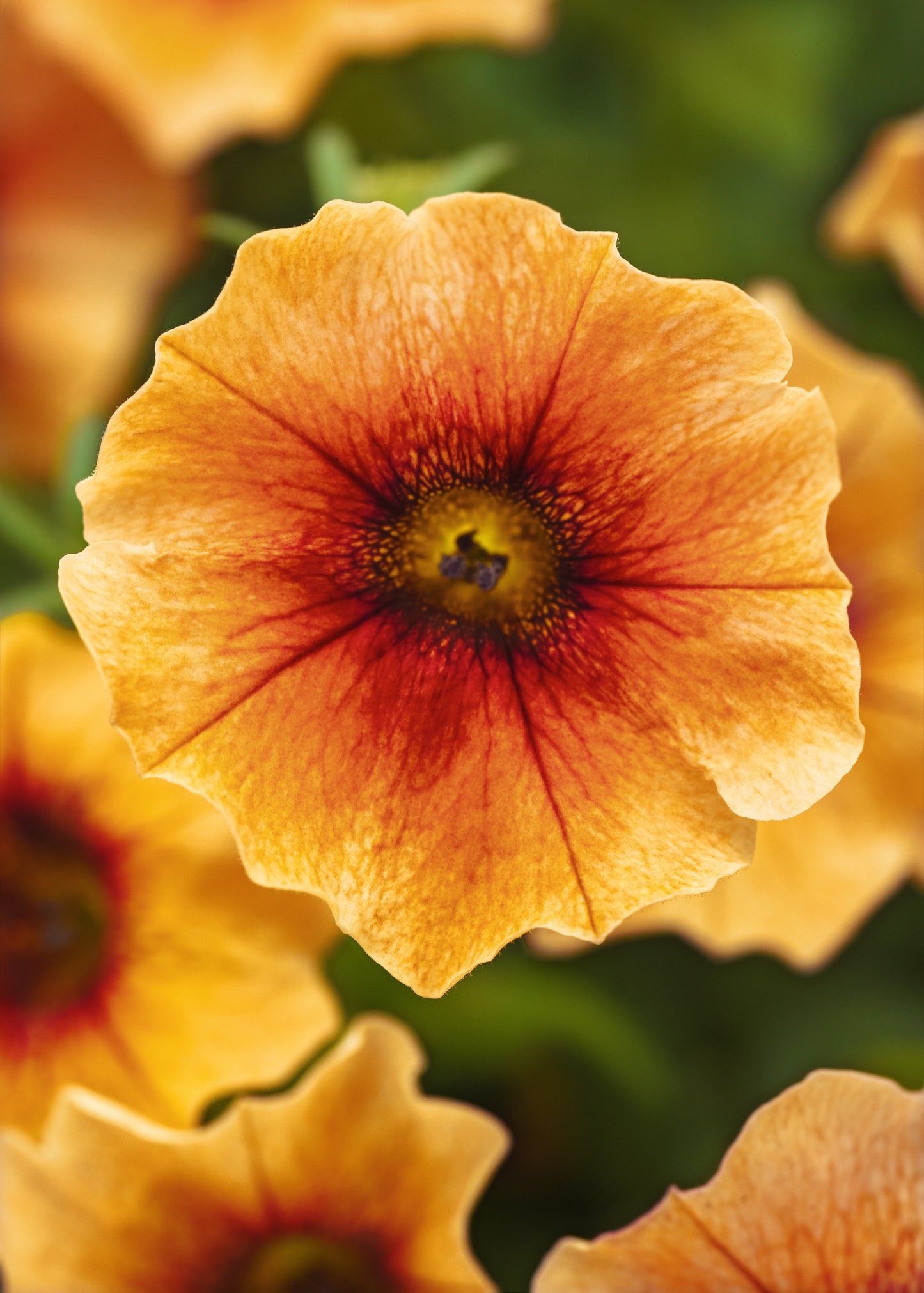 25 Pelleted Seeds Petchoa Caliburst™ New Variety