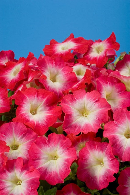 50 thru 1,000 Pelleted Petunia Seeds Celebrity Red Morn