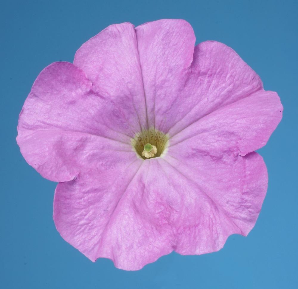 50 thru 1,000 Pelleted Petunia Seeds Celebrity Lilac