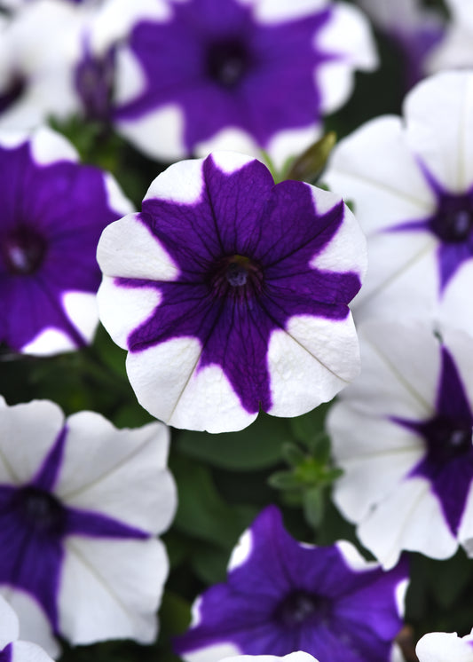 Petunia Seeds E3 Easy Wave® Midnight Marble 25 Pelleted Seeds