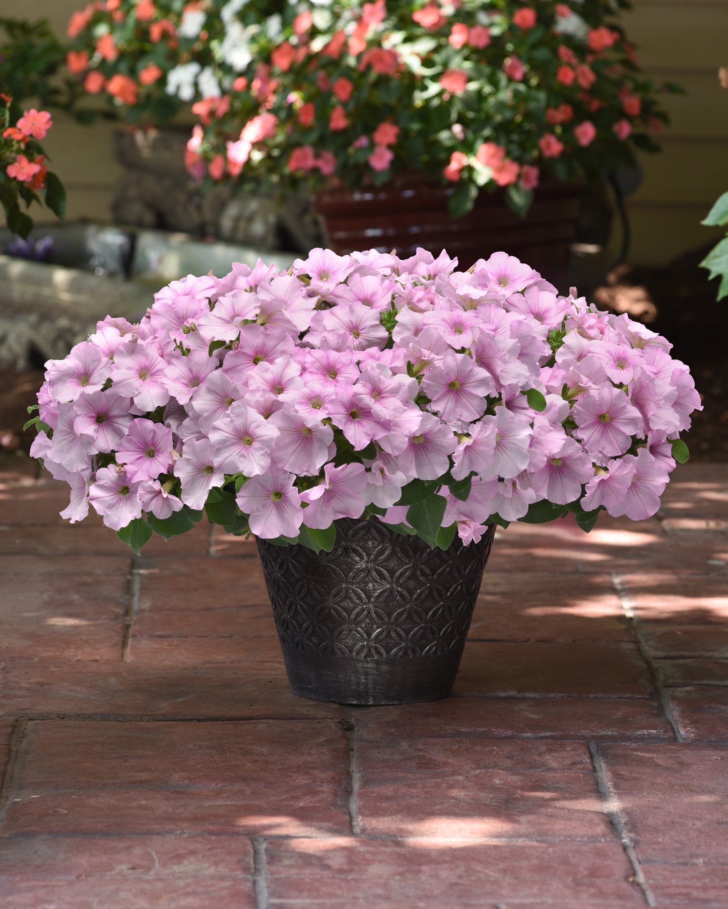 Petunia Easy Wave Pink Pearl 25 Pelleted Seeds