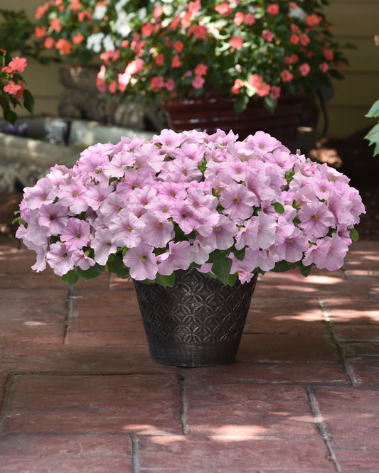 Petunia Easy Wave Pink Pearl 25 Pelleted Seeds