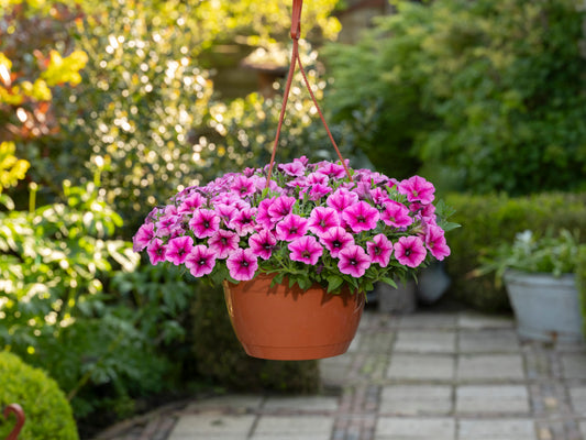 Shock Wave Rose Vein Petunia Seeds 25 Pelleted | Spreading Hanging Basket Flowers