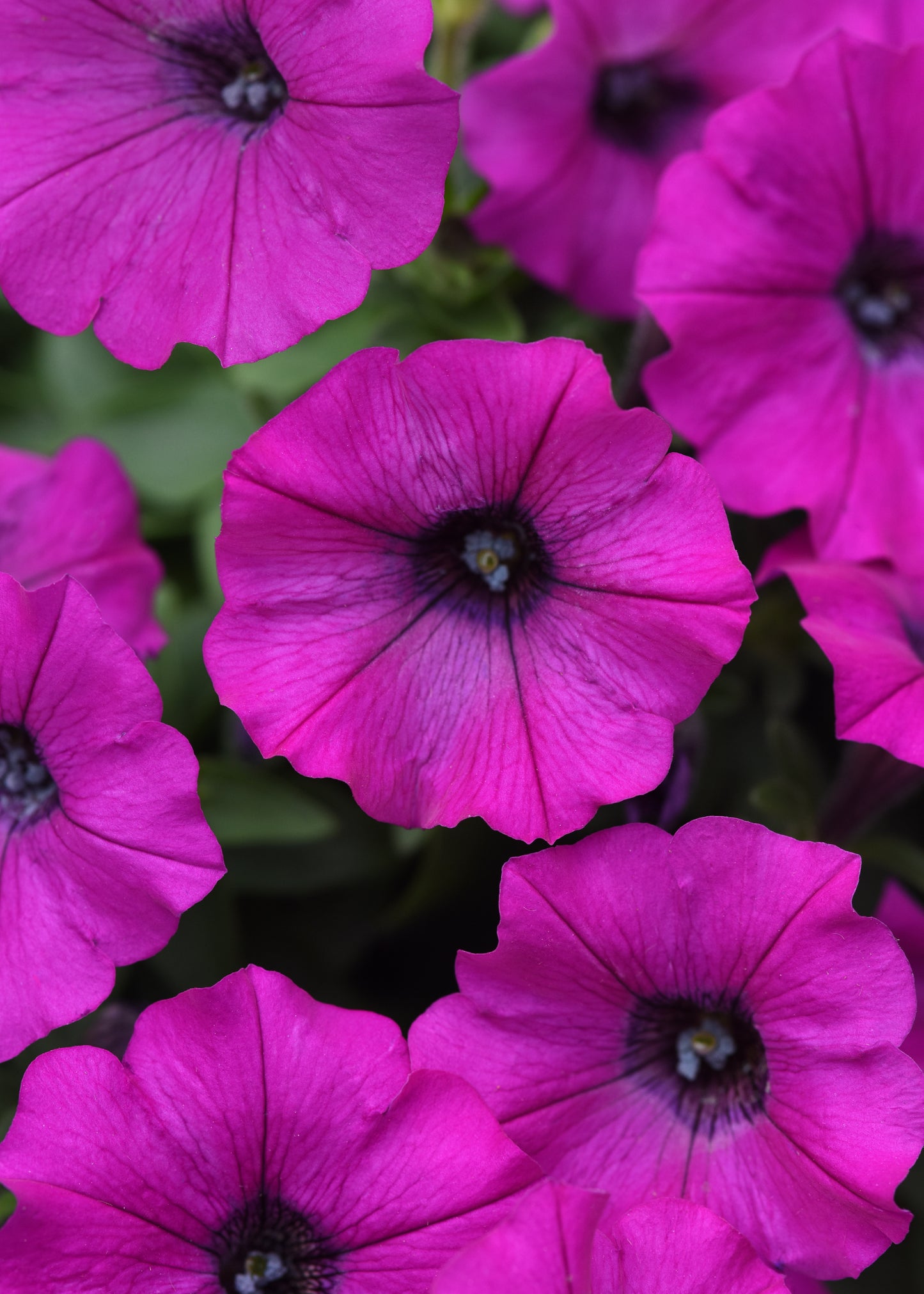 Shock Wave Violet Petunia Seeds – 25 Pelleted | Spreading Hanging Basket Blooms