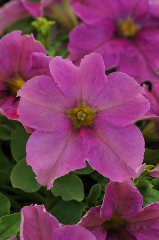 Petunia Sophistica Twilight 15 thru 250 Pelleted Seeds Hybrid Petunia