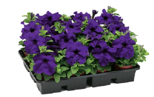 Tritunia Blue Petunia Seeds 50 thru 1,000 Pelleted Seeds