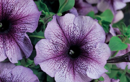 Pelleted Petunia Seeds 50 thru 1,000 Petunia Tritunia Blue Vein