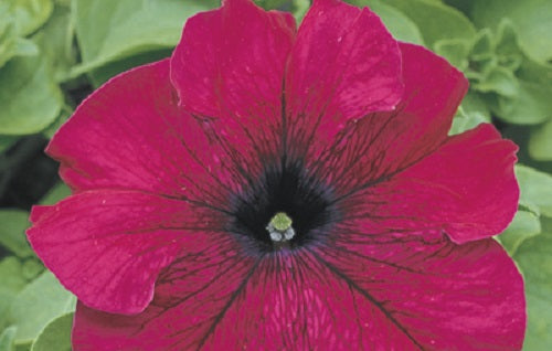 Pelleted Petunia Seeds 50 thru 1,000 Petunia Tritunia Burgundy