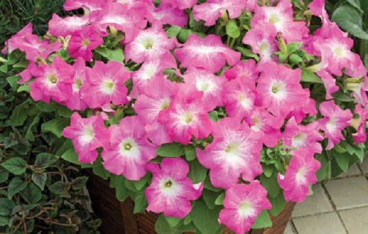 Pelleted Petunia Seeds 50 thru 1,000 Petunia Tritunia Pink Morn