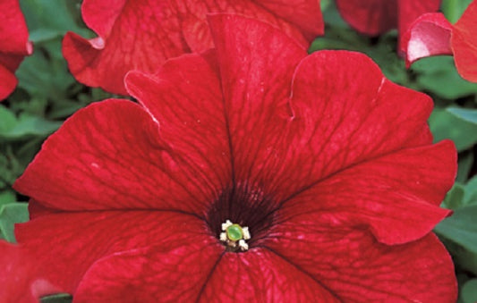 Pelleted Petunia Seeds 50 thru 1,000 Petunia Tritunia Red