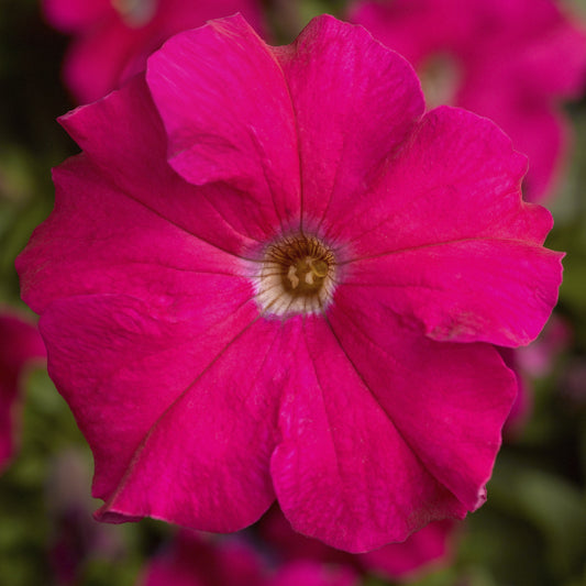Pelleted Petunia Seeds 50 thru 1,000 Petunia Tritunia Rose