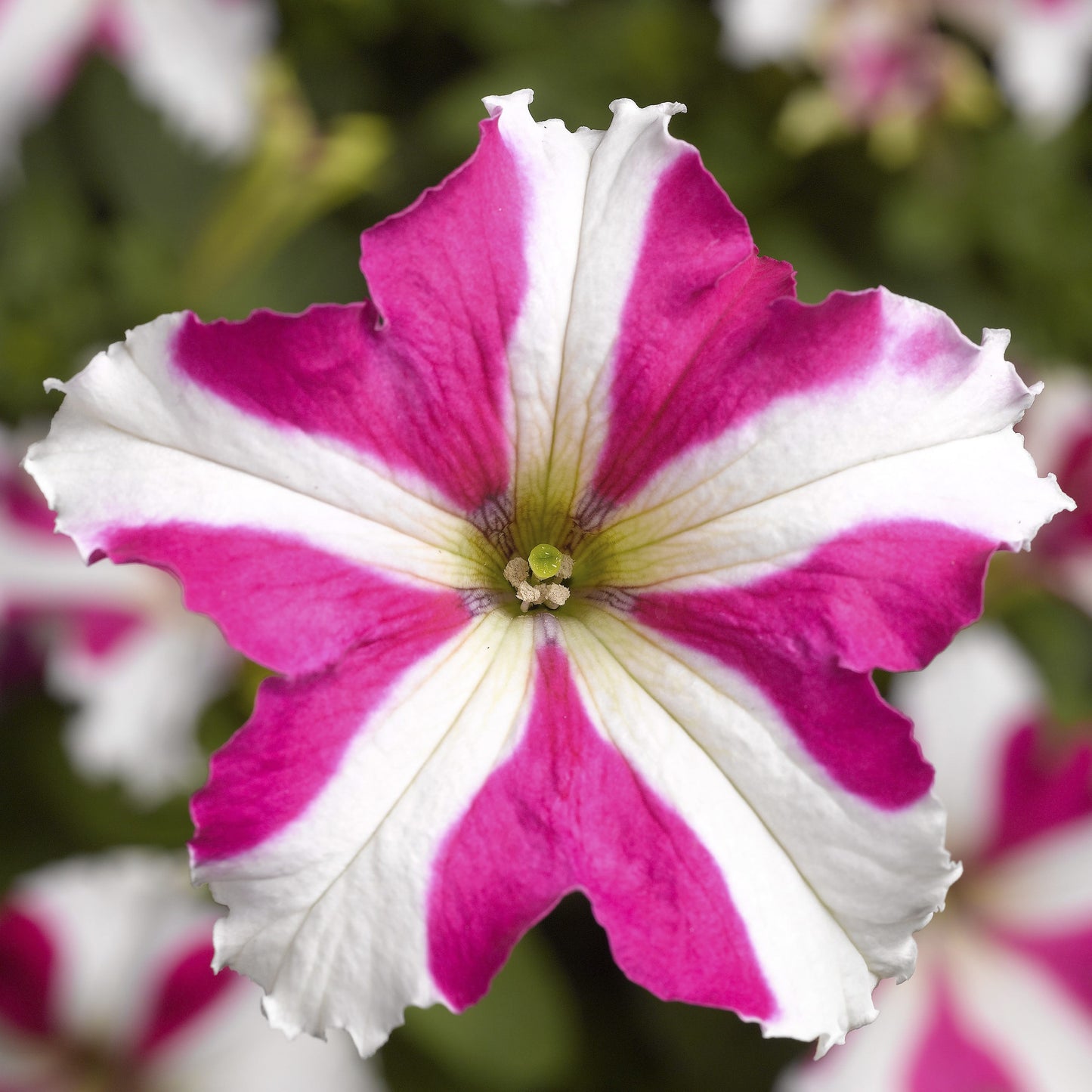 Pelleted Petunia Seeds 50 thru 1,000 Petunia Tritunia Rose Star