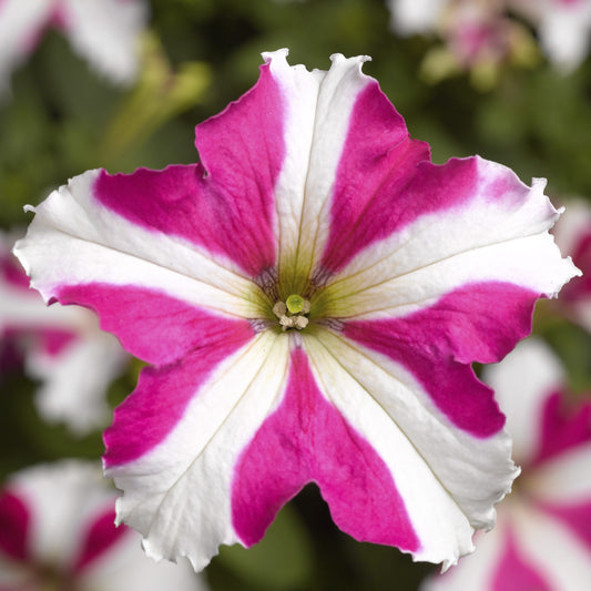 Pelleted Petunia Seeds 50 thru 1,000 Petunia Tritunia Rose Star