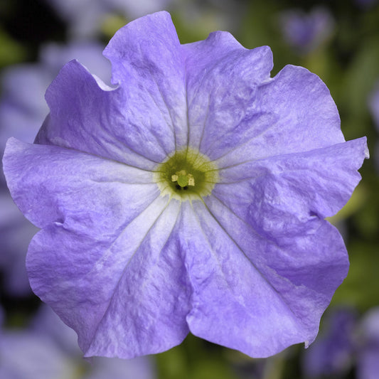 Pelleted Petunia Seeds 50 thru 1,000 Petunia Tritunia Sky Blue