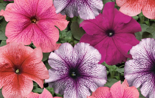 Pelleted Petunia Seeds 50 thru 1,000 Petunia Tritunia Mix Vein