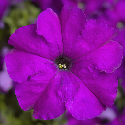 Pelleted Petunia Seeds 50 thru 1,000 Petunia Tritunia Violet