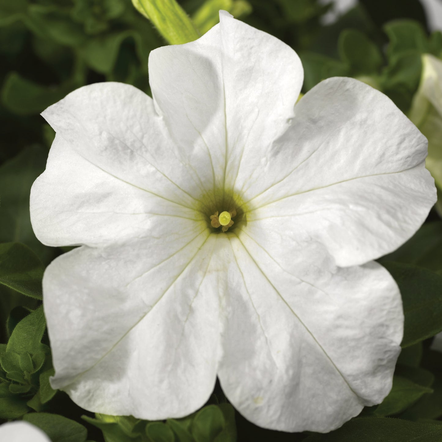 Pelleted Petunia Seeds 50 thru 1,000 Petunia Tritunia White