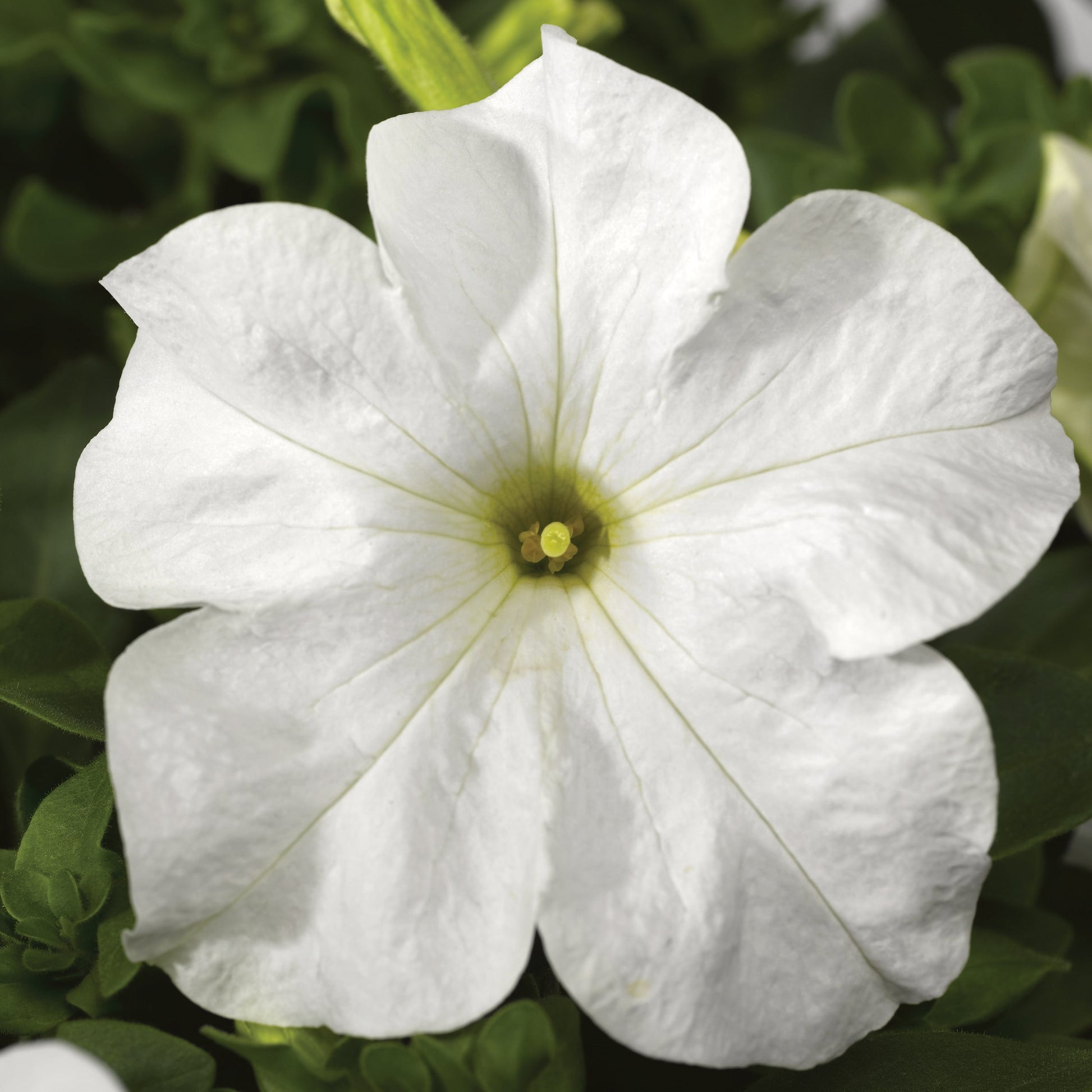 Pelleted Petunia Seeds 50 thru 1,000 Petunia Tritunia White