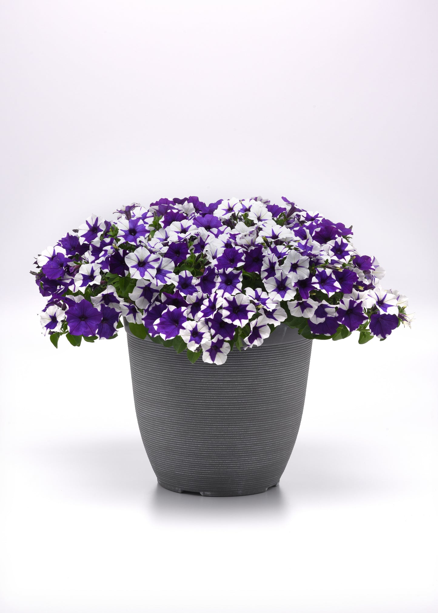 Petunia Seeds E3 Easy Wave® Midnight Marble 25 Pelleted Seeds