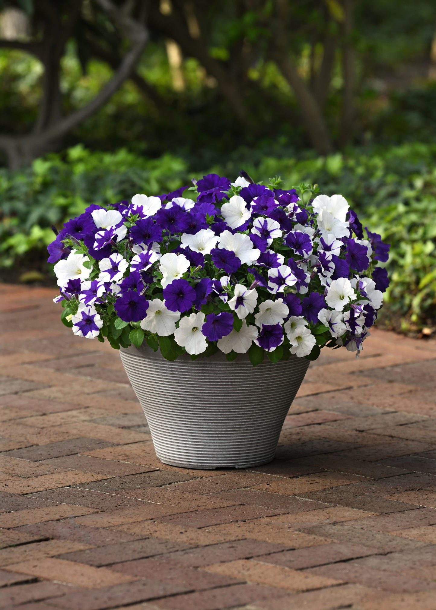Petunia Seeds E3 Easy Wave® Deja Vu Mix 25 Pelleted Seeds