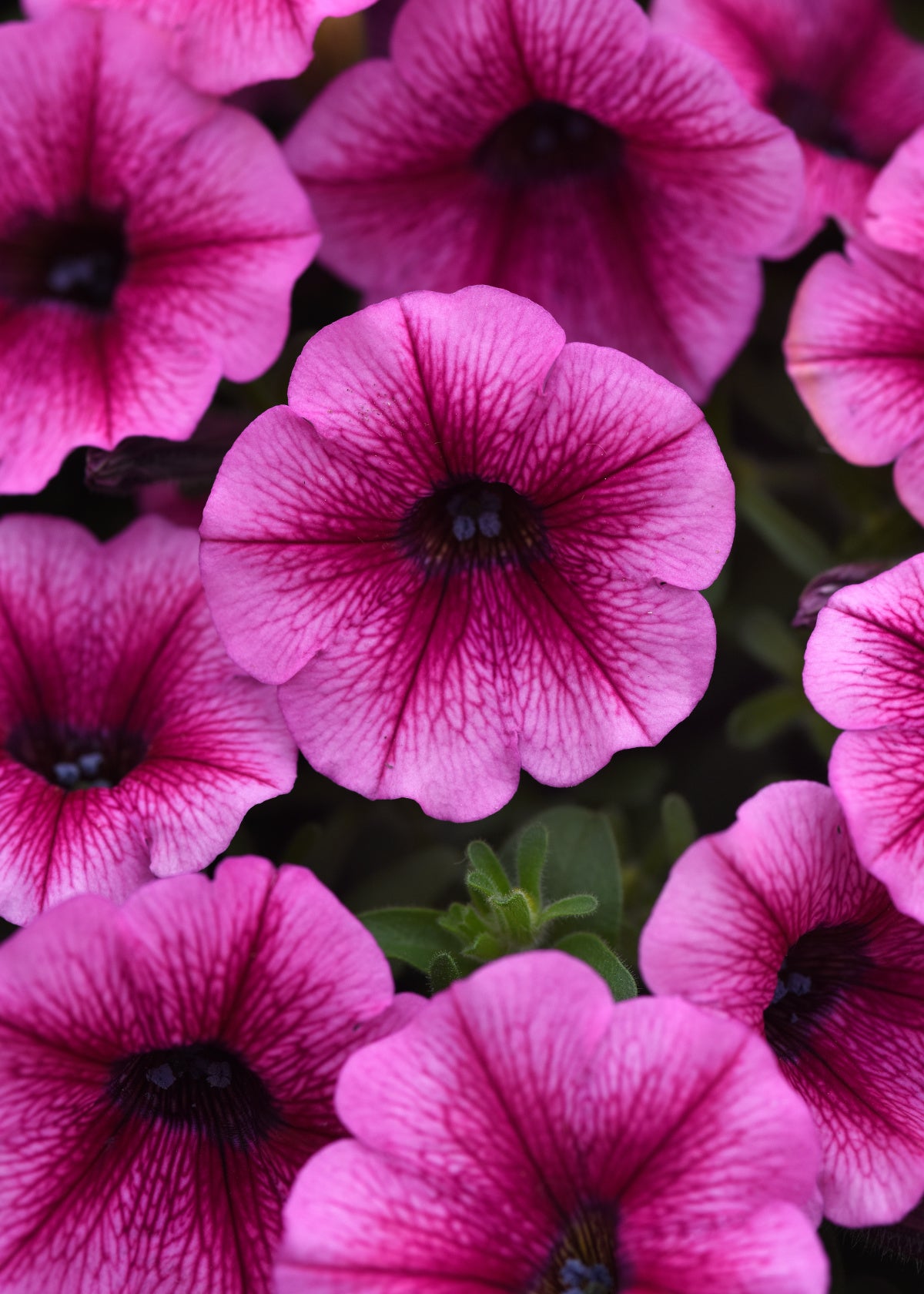 Shock Wave Rose Vein Petunia Seeds 25 Pelleted | Spreading Hanging Basket Flowers