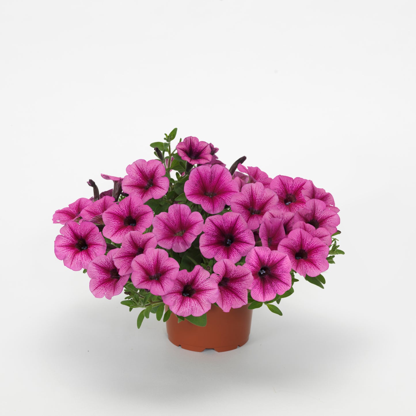 Shock Wave Rose Vein Petunia Seeds 25 Pelleted | Spreading Hanging Basket Flowers