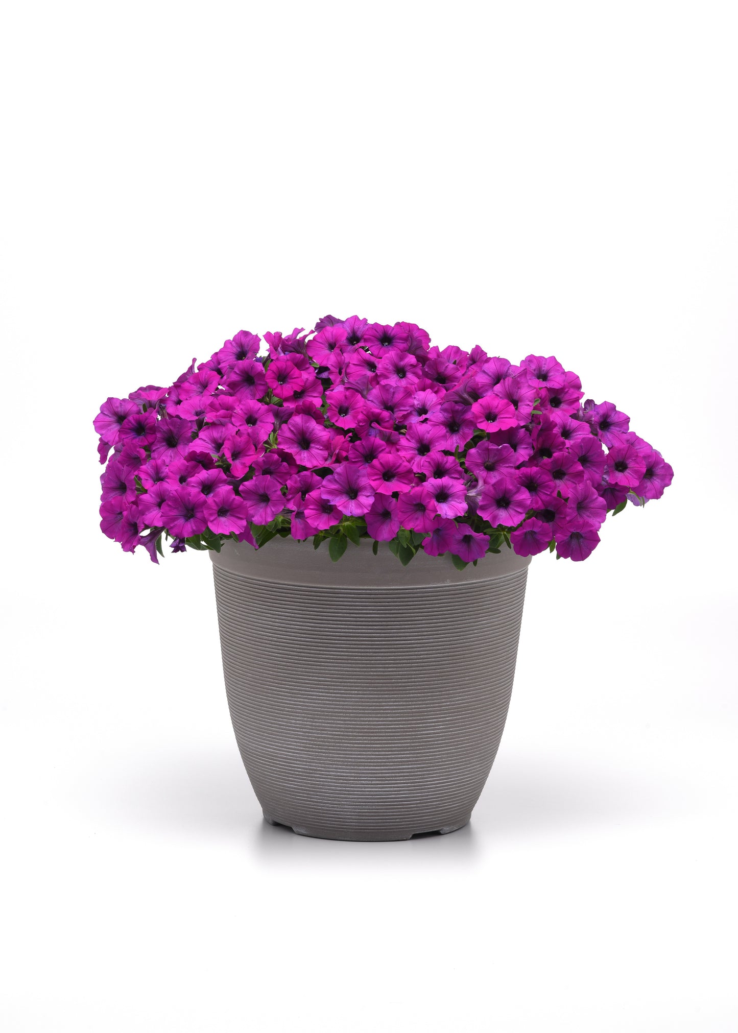 Shock Wave Violet Petunia Seeds – 25 Pelleted | Spreading Hanging Basket Blooms