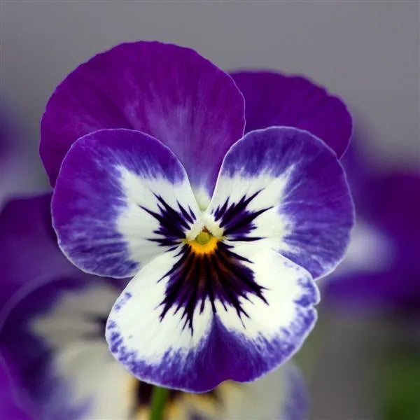 25 Pansy Seeds Freefall XL Blue Picotee Shade F1 Hybrid – Trailing Flower Seeds