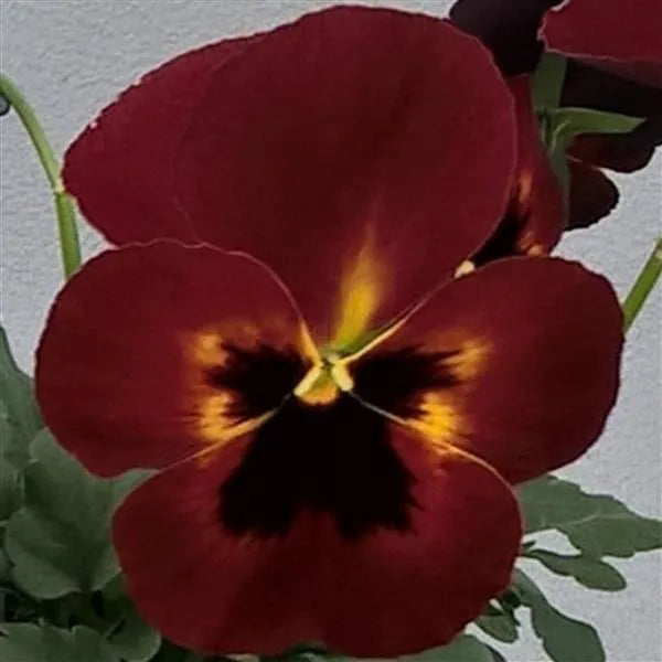 25 Pansy Seeds Freefall XL Fire F1 Hybrid – Trailing Flower Seeds