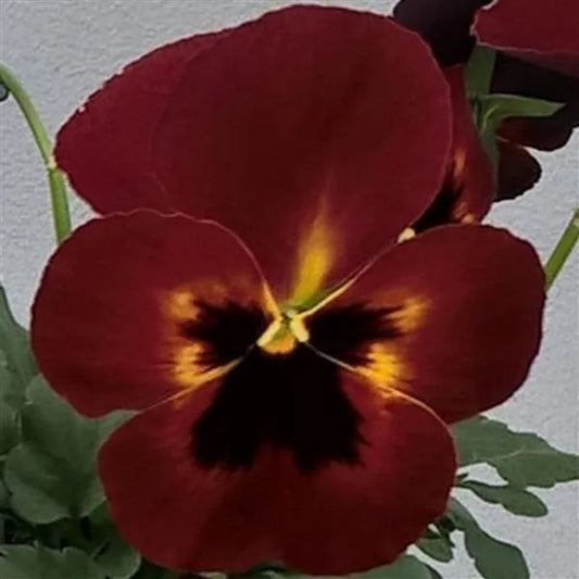 25 Pansy Seeds Freefall XL Fire F1 Hybrid – Trailing Flower Seeds