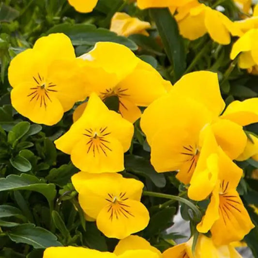 25 Pansy Seeds Freefall XL Golden Yellow – Trailing Flower Seeds