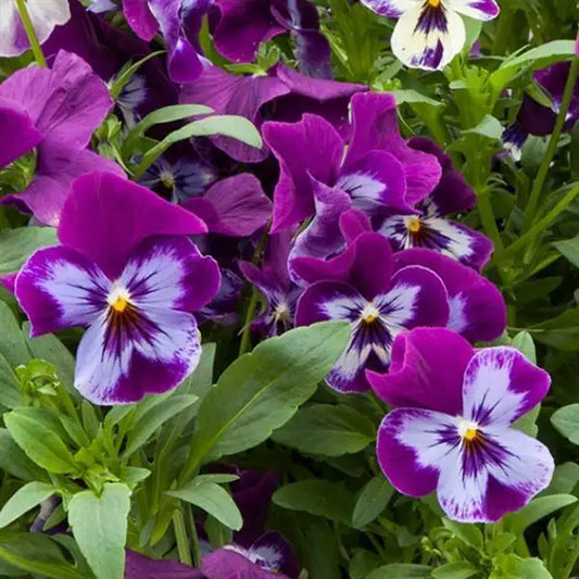 25 Pansy Seeds Freefall XL Purple Face F1 Hybrid – Spreading Flower Seeds