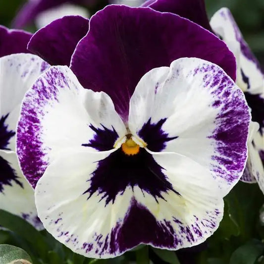 25 Pansy Seeds Freefall XL Victoriana F1 Hybrid – Trailing Flower Seeds