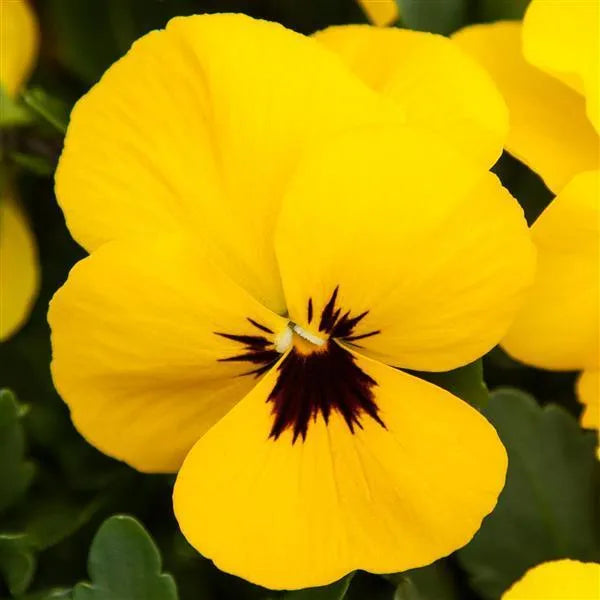25 Pansy Seeds Freefall XL Yellow Blotch F1 Hybrid – Trailing Flower Seeds
