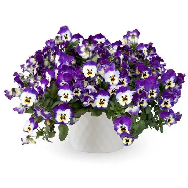 25 Pansy Seeds Freefall XL Blue Picotee Shade F1 Hybrid – Trailing Flower Seeds