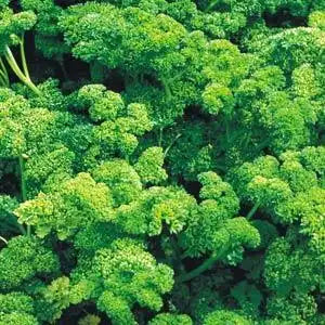 Chef's Herb Garden Kit – 6 Herb Seed Packets, 850 Seeds