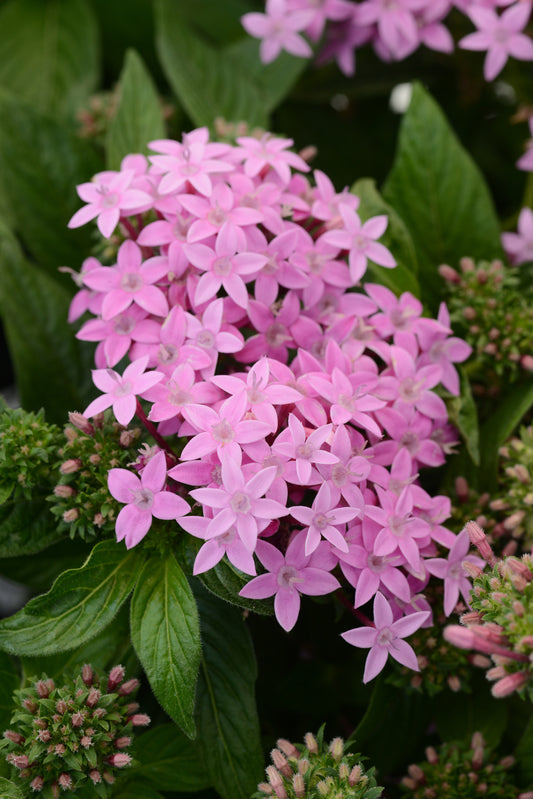 25 Pentas Seeds Lucky Star Lavender | Butterfly & Hummingbird Flowers