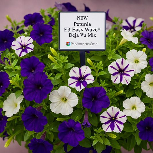 Petunia Seeds E3 Easy Wave® Deja Vu Mix 25 Pelleted Seeds