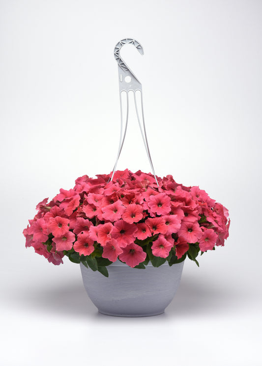 Petunia Seeds E3 Easy Wave® Coral 25 Pelleted Seeds